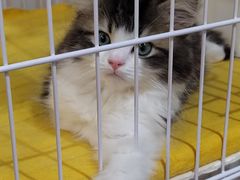 -柴迷FANS CLUB·柴犬狗咖·猫咖