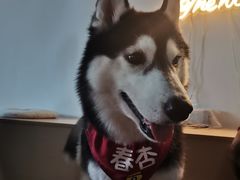 -Husky Go! 哈士奇体验馆·宠物咖啡厅狗咖