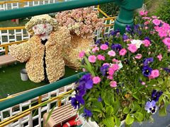-荷兰花海