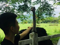 -瑞穗牧场