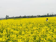 -郫都区农科村景区