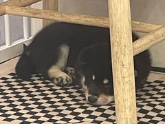 -柴犬小屋·柴餐厅·狗咖食堂(金鼎广场店)