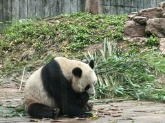 -中国大熊猫保护研究中心雅安碧峰峡基地