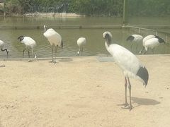 -盐城丹顶鹤湿地生态旅游区