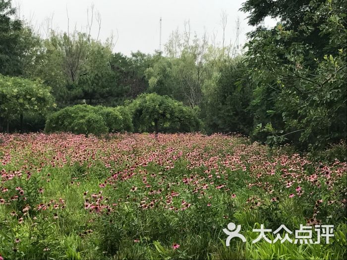 東壩郊野公園圖片 - 第11張