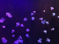 -欢乐海岸海洋奇梦馆