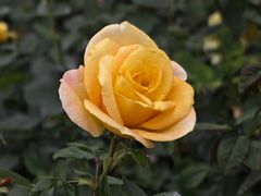 -香蜜公园