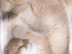 -屋虎猫馆(宝安大仟里店)