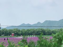 -北京东方普罗旺斯薰衣草庄园