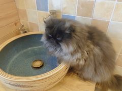 -猫的茶·猫咖