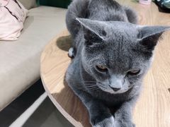-藏猫猫咖啡主题馆(中央大道店)