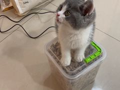 -欣宠猫屋·矮脚拿破仑·蓝金金渐层