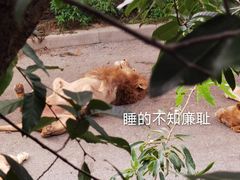 -大连森林动物园