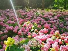 -上海滨江森林公园