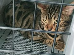 -佳雯宠物医院(金华南路分院)