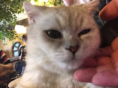-猫猫幼稚园·撸猫·桌游·电玩