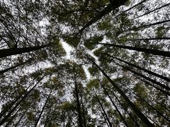 -山王坪喀斯特国家生态公园