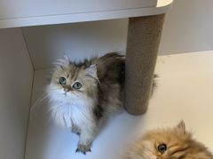 -十月米努特矮脚猫舍