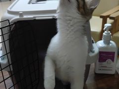 -瑞派康怡24h宠物医院·犬猫医疗中心·微创绝育(瑞景分院)