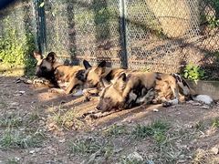 -大连森林动物园