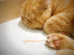 -飞行喵MR PILOT|猫舍·猫咖(静安大融城店)