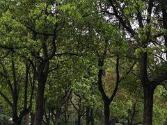-上海滨江森林公园