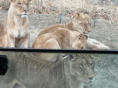 -北京野生动物园