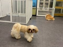 -有喵·猫咖·狗咖·30几只猫10只小狗(岗厦店)