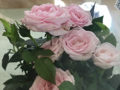 -秦美花卉(天朗·莱茵小城2期店)