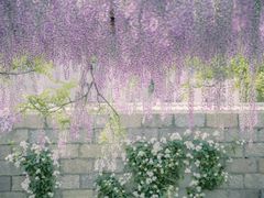-嘉定紫藤园
