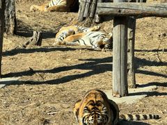 -大连森林动物园