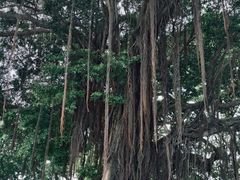 -荔湾湖公园