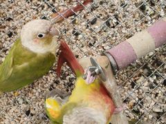 -帕帕拉兹宠物(亚洲旗舰店)