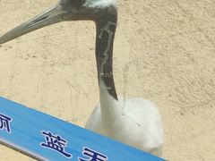-盐城丹顶鹤湿地生态旅游区
