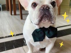 -萌宠之家·腊肠犬·马尔泰·小体犬舍