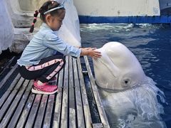 -秦皇岛乐岛海洋王国