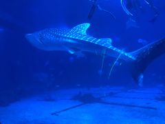 -烟台海昌鲸鲨海洋公园