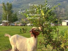 -潭柘厚院&山顶烤肉(潭柘寺店)