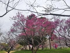 -无锡梅园公园