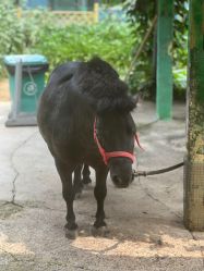 -萌宠亲子动物乐园(槐房万达店)