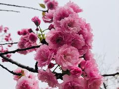 -天适樱花悠乐园
