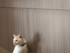 -Again Coffee Roaster(香蜜湖店)