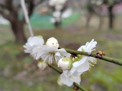 -花开海上生态园