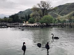 -新疆天山野生动物园