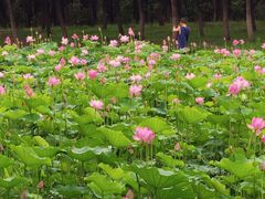 -东郊湿地公园