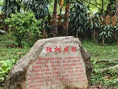 -独树成林