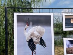 -野鸭湖国家湿地公园