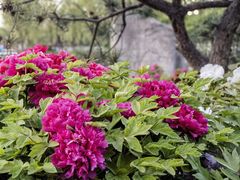 -莲花池公园
