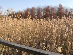 -昆山城市生态森林公园