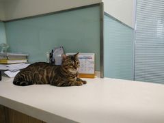 -瑞派·关忠动物医院·异宠专科·犬猫肿瘤·皮肤专科(望京店)